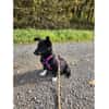 Rosaly - wartet in 97440 Werneck
