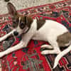 FLORENCIA * schlaues Mädchen mit will-to-please