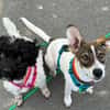 FLORENCIA * schlaues Mädchen mit will-to-please