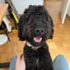 Charlie sucht ein liebevolles Zuhause