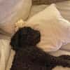 Charlie sucht ein liebevolles Zuhause
