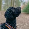 Charlie sucht ein liebevolles Zuhause