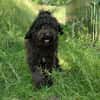 Charlie sucht ein liebevolles Zuhause