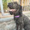 Charlie sucht ein liebevolles Zuhause