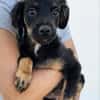 Niedlicher Monty sucht