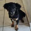 Niedlicher Monty sucht