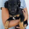 Niedlicher Monty sucht