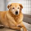 Senior Yakari sucht ein liebevolles Zuhause