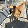 Senior Yakari sucht ein liebevolles Zuhause