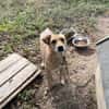 Levi sucht ein liebevolles Zuhause