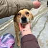 Levi sucht ein liebevolles Zuhause