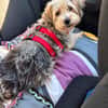 JADE ❤ Yorkie Mix Hündin