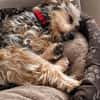 JADE ❤ Yorkie Mix Hündin