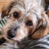 JADE ❤ Yorkie Mix Hündin