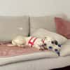 Olivia sucht ein liebevolles Zuhause