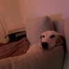 Olivia sucht ein liebevolles Zuhause