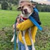Charmanter kleiner Clown auf der Suche nach seinen Menschen