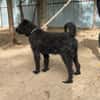 Gombi Liebevoller Senior sucht sein Happy-End!