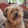 AMBAR ❤ Yorkie Mix Hündin