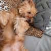 AMBAR ❤ Yorkie Mix Hündin