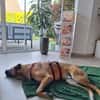 Knox auf einer Pflegestelle in 47638 Straelen