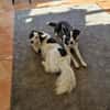 Käthe+Fritz, Herrchen verstorben suchen neues Zuhause