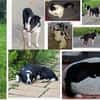 Käthe+Fritz, Herrchen verstorben suchen neues Zuhause