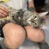 Kiki sucht tolles zu Hause