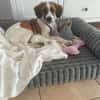 Ava sucht ein liebevolles Zuhause