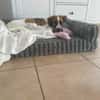 Ava sucht ein liebevolles Zuhause