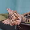 BAMBOU (en cours d'adoption)