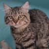 BAMBOU (en cours d'adoption)