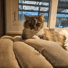 MINETTE A17642