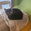 SMOKEY A17646