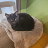SMOKEY A17646