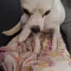 Poupi petite chihuahua pleine d'amour