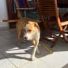 Balto le joyeux créole