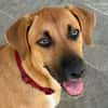BANDIT est un chouette chien