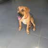BANDIT est un chouette chien
