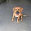 BANDIT est un chouette chien