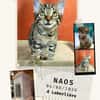Naos