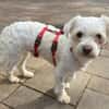EMILIO-zuckersüßer, kleiner Bichon-Mix-Rüde, 30