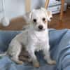 EMILIO-zuckersüßer, kleiner Bichon-Mix-Rüde, 30