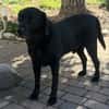 Scott, ein Labrador mit Charme