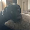 Scott, ein Labrador mit Charme