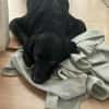 Scott, ein Labrador mit Charme