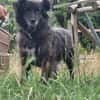 Charlotte  - Herzensmenschen gesucht