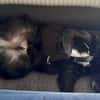 Carol  Lieber Kuschelhund sucht sein Für-immer-Zuhause