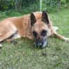 RUBY sucht DRINGEND