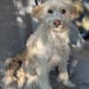 Blondie , 3 Jahre alt
